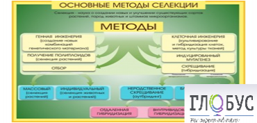 Стенд "Методы селекции и биотехнологии" - «globural.ru» - Набережные Челны