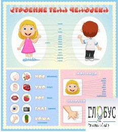 Стенд "Строение человека" для детей - «globural.ru» - Набережные Челны