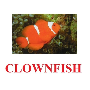 "Fish" ("Рыбы") английские карточки Домана - «globural.ru» - Набережные Челны