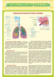 Стенд "Дыхательная система" - «globural.ru» - Набережные Челны